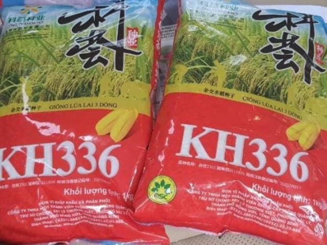 Giống lúa KH 336 chưa được công nhận giống nhưng đã thông báo giá bán, cung cấp về các địa phương.