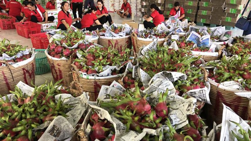 Trung Quốc tạm dừng nhập khẩu thanh long từ Việt Nam