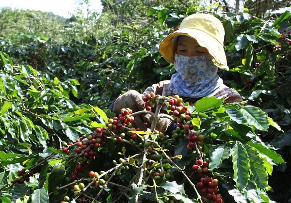 Giá cà phê dao động trong khoảng từ 39.900 - 40.800 đồng/kg
