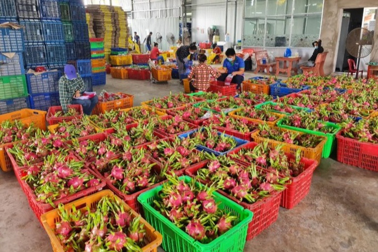 Bộ Nông nghiệp và Phát triển nông thôn đề nghị đẩy mạnh tiêu thụ nội địa, tăng đi đường biển