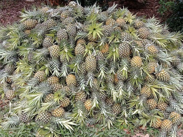 Dứa Bảo Sơn: Khẳng định thương hiệu, nâng giá trị sản phẩm OCOP