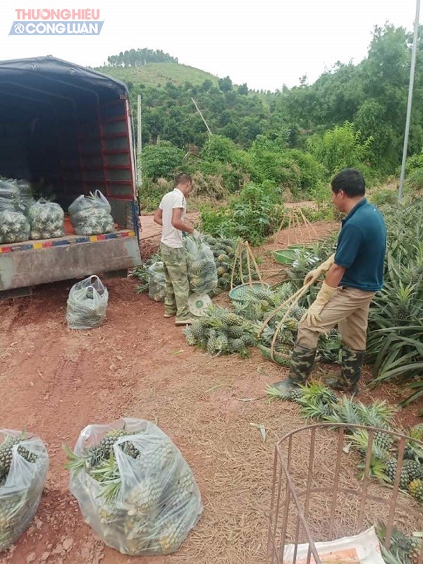 Hình ảnh người dân Bảo Sơn thu hoạch dứa