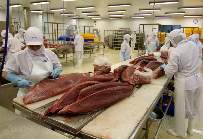 Xuất khẩu cá ngừ Việt Nam tháng 11 tăng trưởng gấp rưỡi