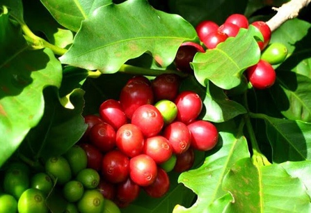 Giá cà phê giảm gần 1.000 đồng/kg