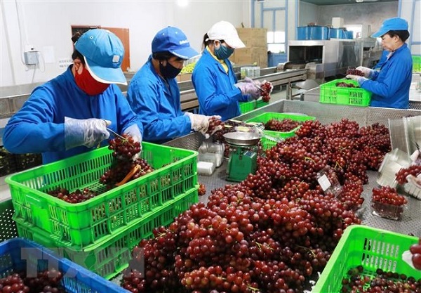 Đẩy mạnh đa dạng hóa thị trường và mặt hàng xuất khẩu