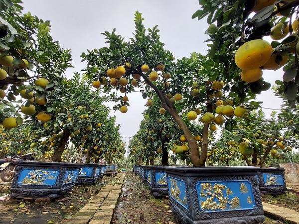 Tết Nhâm Dần còn nhiều bộn bề lo toan