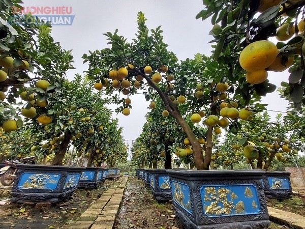 Những cây bưởi cảnh đẹp của nhà vườn Lập Quỳnh ở xã Song Phương, Hoài Đức, Hà Nội