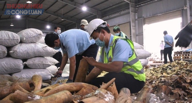 Cận cảnh số ngà voi và vảy tê tê nhập lậu từ Nigeria qua cảng Đà Nẵng vừa bị phát hiện thu giữ - Ảnh: H.Q