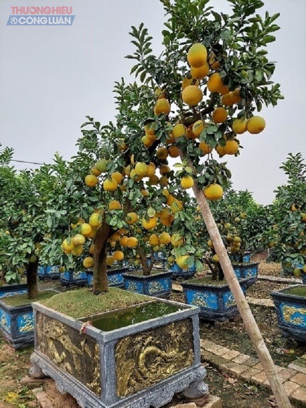 Những cây bưởi cảnh đẹp của nhà vườn Lập Quỳnh ở xã Song Phương, Hoài Đức, Hà Nội Những cây bưởi cảnh đẹp của nhà vườn Lập Quỳnh ở xã Song Phương, Hoài Đức, Hà Nội