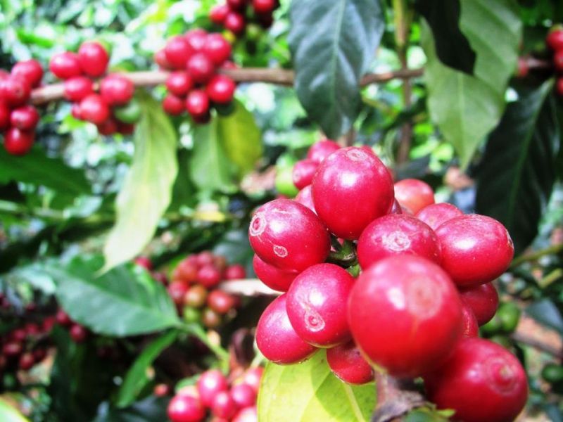 Giá cà phê trong nước tăng 300 đồng/kg