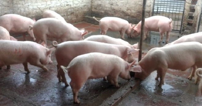 Giá heo hơi hôm nay 17/01: Tăng nhẹ từ 1.000 đồng/kg đến 2.000 đồng/kg