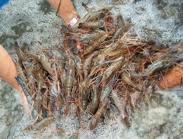 Giá tôm năm nay dự kiến tăng do cước vận tải phi mã