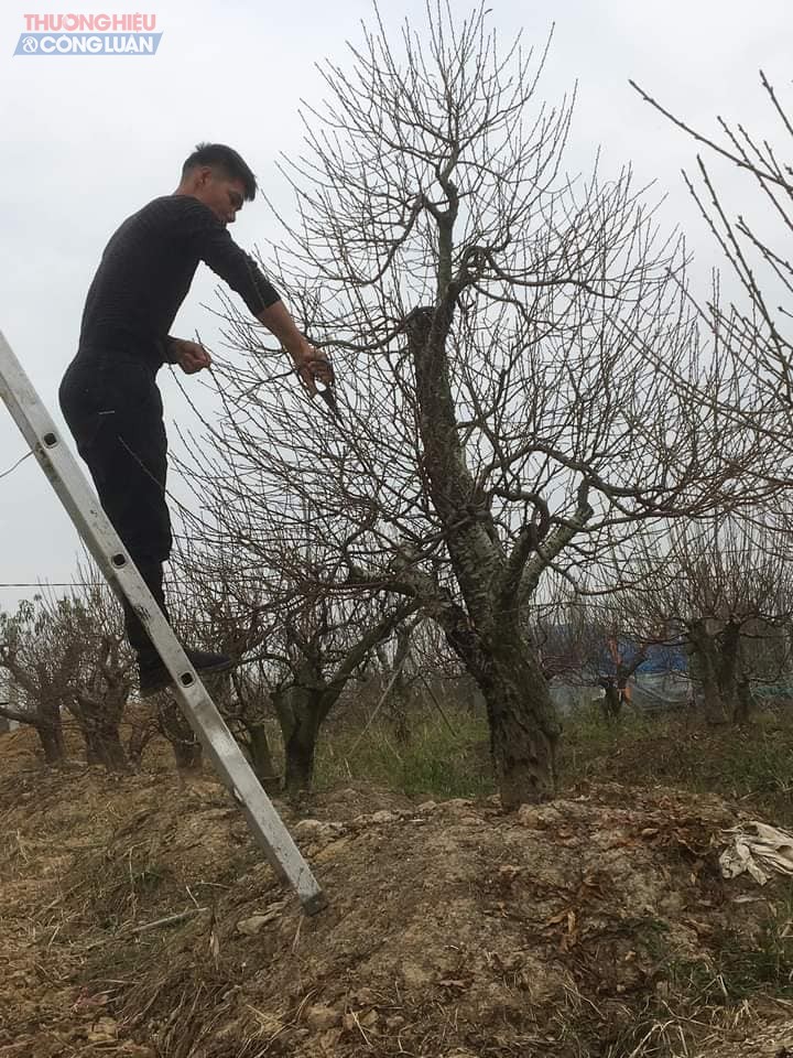 Kiến Thụy tất bật với thương hiệu "đào thế, đào cổ..." phục vụ Tết Nguyên đán Nhâm Dần 2022