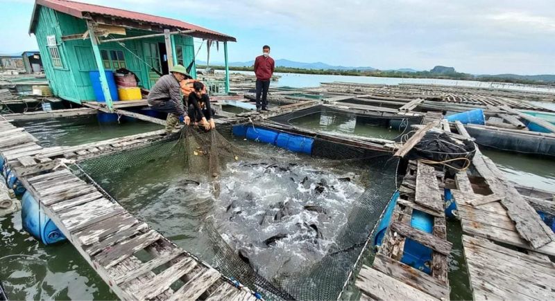 Tại các địa phương của tỉnh Quảng Ninh như Vân Đồn, Hải Hà, Quảng Yên đang tồn đọng hơn 1.000 tấn nuôi lồng bè.