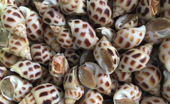 Tỷ lệ bảo hộ chỉ dẫn địa lý cho sản phẩm thủy hải sản chiếm ưu thế