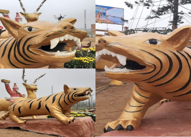 Linh vật hổ...giống lợn gây xôn xao dư luận ở Thanh Hóa