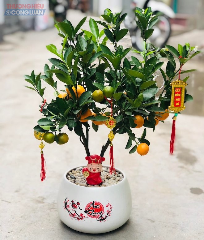 Dòng quất cảnh có trang trí này được bán với giá 195.000 đồng Dòng quất cảnh có trang trí này được bán với giá 195.000 đồng