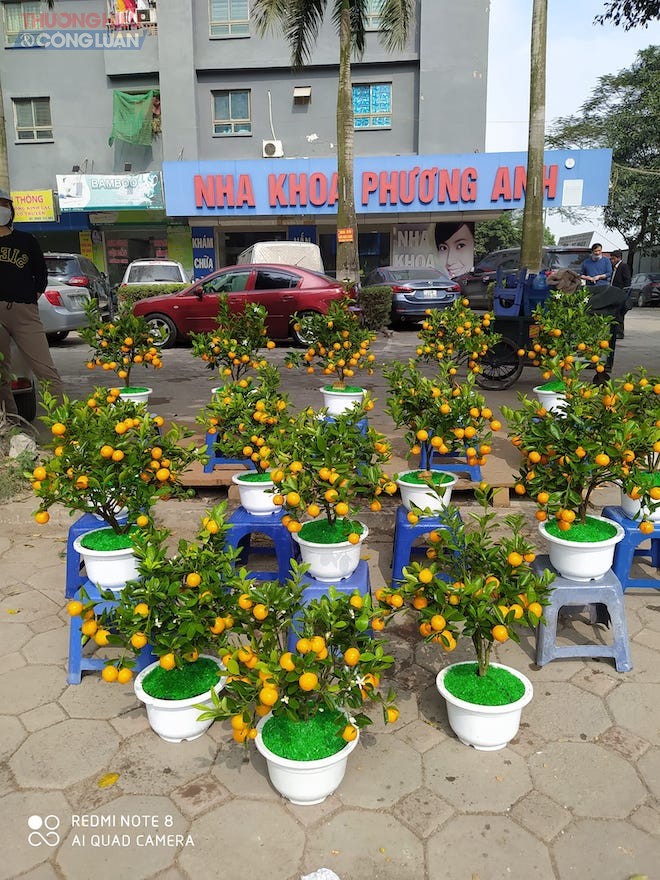 Điểm bán quất nhỏ trên đường Phùng Hưng, quận Hà Đông, giá chỉ từ 160.000-180.000 đồng Điểm bán quất nhỏ trên đường Phùng Hưng, quận Hà Đông, giá chỉ từ 160.000-180.000 đồng