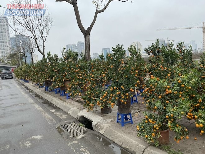 Điểm bán quất trên đường Phạm Hùng, quận Cầu Giấy, Hà Nội, cũng còn rất nhiều hàng bày bán Điểm bán quất trên đường Phạm Hùng, quận Cầu Giấy, Hà Nội, cũng còn rất nhiều hàng bày bán