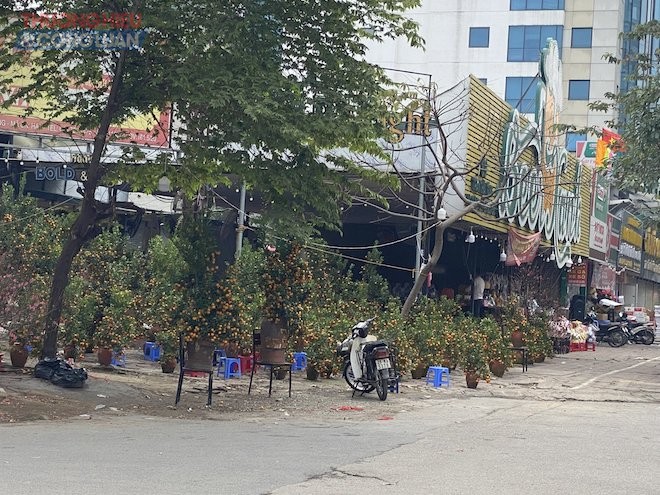 Điểm bán quất trên đường Trần Thái Tông, Cầu Giấy, Hà Nội, vẫn còn rất nhiều quất Điểm bán quất trên đường Trần Thái Tông, Cầu Giấy, Hà Nội, vẫn còn rất nhiều quất