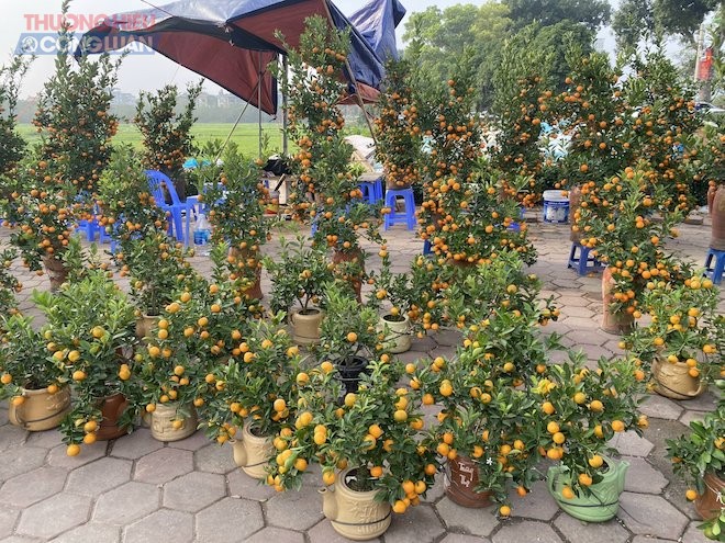 Dòng quất nhỏ có giá 250.000 đồng. Dòng lớn hơn giá giao động từ 400.000-500.000 đồng Dòng quất nhỏ có giá 250.000 đồng. Dòng lớn hơn giá giao động từ 400.000-500.000 đồng