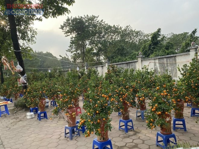 Điểm bán quất trên đường Tố Hữu, quận Nam Từ Liêm, Hà Nội, hiện vẫn còn rất nhiều quất bày bán Điểm bán quất trên đường Tố Hữu, quận Nam Từ Liêm, Hà Nội, hiện vẫn còn rất nhiều quất bày bán