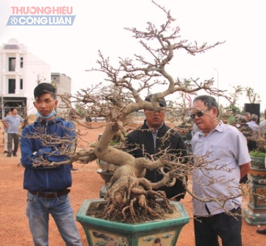 Một gốc mai bonsai có tuổi đời hàng chục năm được trưng bày tại hội thi