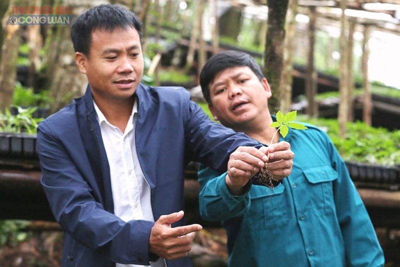 Ông Trần Hoàn, Giám đốc Công ty CP Sâm Ngọc Linh - Kon Tum, đi kiểm tra cây sâm tại vườn ươm