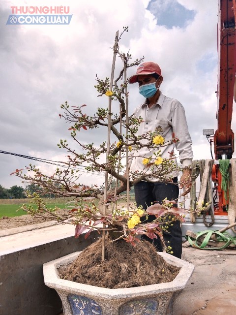 Mai c&uacute;c v&agrave;ng đưa l&ecirc;n xe xuất ph&aacute;t c&aacute;c tỉnh ph&iacute;a Bắc