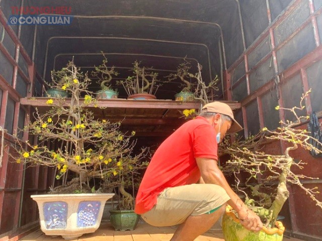 Mai v&agrave;ng B&igrave;nh Định thương hiệu lớn nhất khu vực miền Trung được vận chuyển l&ecirc;n xe, những ng&agrave;y cận Tết Nguy&ecirc;n Đ&aacute;n