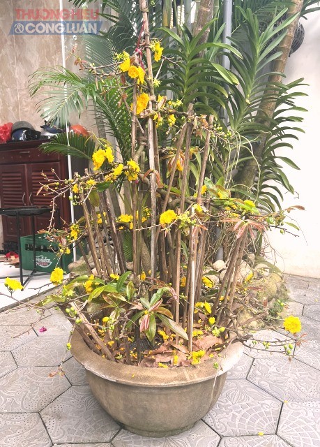 Mai v&agrave;ng B&igrave;nh Định đến TP. Đ&agrave; Nẵng l&uacute;c 4 giờ s&aacute;ng