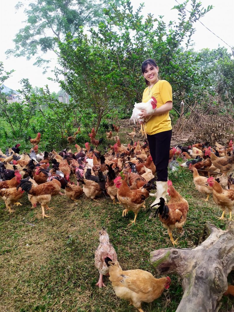 Thanh Hóa tập trung thực hiện tiêm phòng vắc xin cúm gia cầm đợt 1 năm 2022