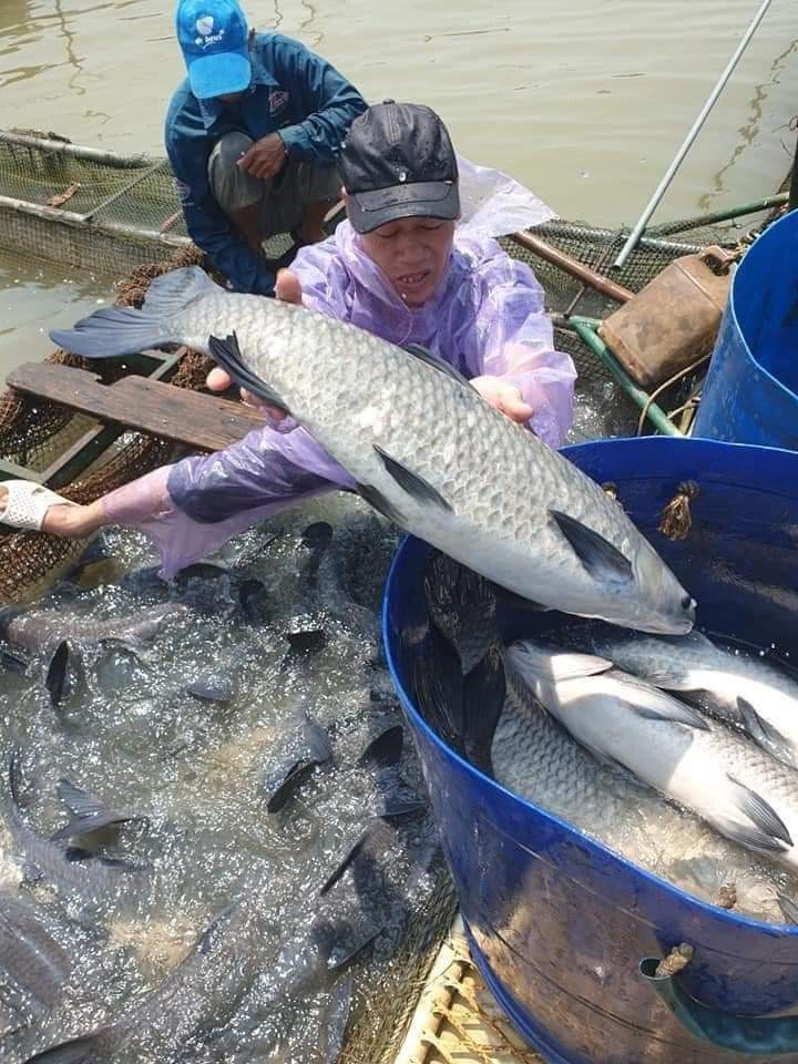 Xu hướng phát triển của ngành thức ăn chăn nuôi trong năm 2022