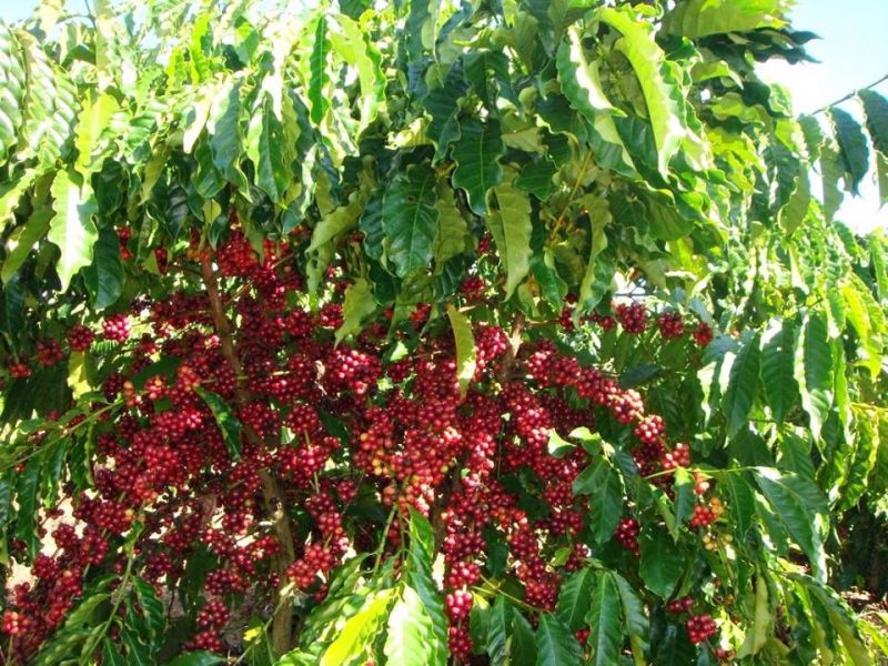 Giá cà phê hôm nay 6-2: Tăng 700đồng/kg/tuần dù thị trường nghỉ Tết Nguyên đán