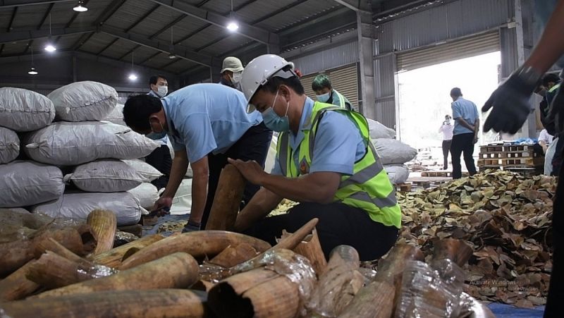 Tang vật hàng hóa nghi ngà voi và vảy tê tê thuộc Danh mục CITES do Hải quan Đà Nẵng chủ trì bắt giữ đầu năm 2022. Ảnh: Q.Sơn
