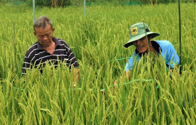 Cà Mau lên phương án sử dụng phân bón tiết kiệm, cân đối và hiệu quả