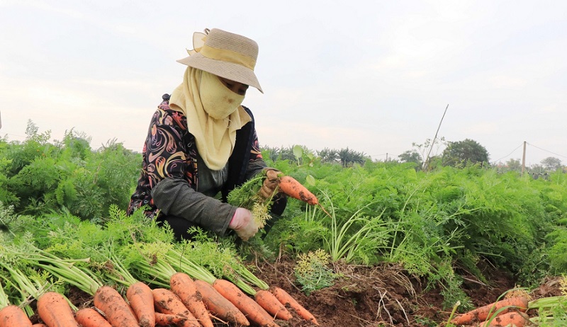 Bắc Ninh tăng cường kiểm soát, phòng, chống dịch đối với hàng hoá nông sản xuất khẩu
