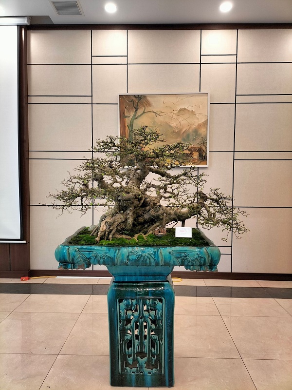 Nghệ thuật bonsai - “món ăn tinh thần” đối với những tâm hồn yêu thiên nhiên