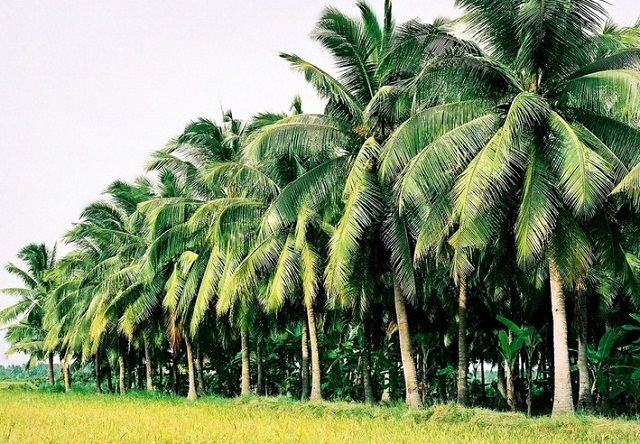 Cùng với Bến Tre, Tam Quan – Bình Định là một trong những địa phương nổi tiếng về đặc sản dừa. Trong ảnh: Một góc rừng dừa Tam Quan