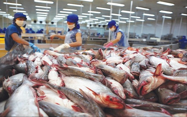 Năm 2022 phấn đấu kim ngạch xuất khẩu cá tra đạt trên 1,6 tỷ USD. Ảnh minh họa internet