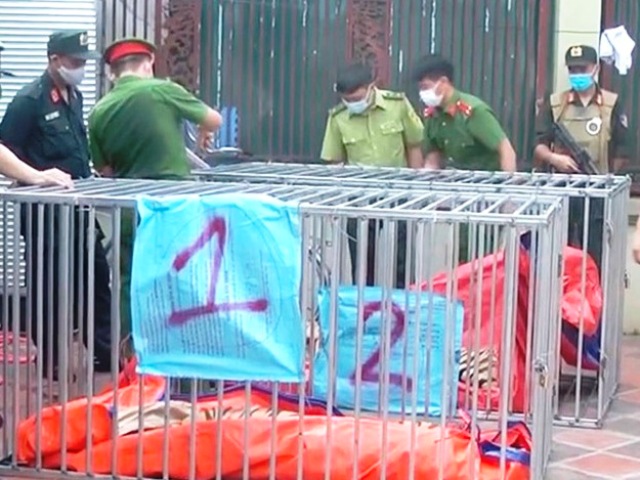Lực lượng chức năng thu giữ số cá thể hổ nuôi nhốt trái phép được phát hiện tại nhà ông Nguyễn Văn Hiền
