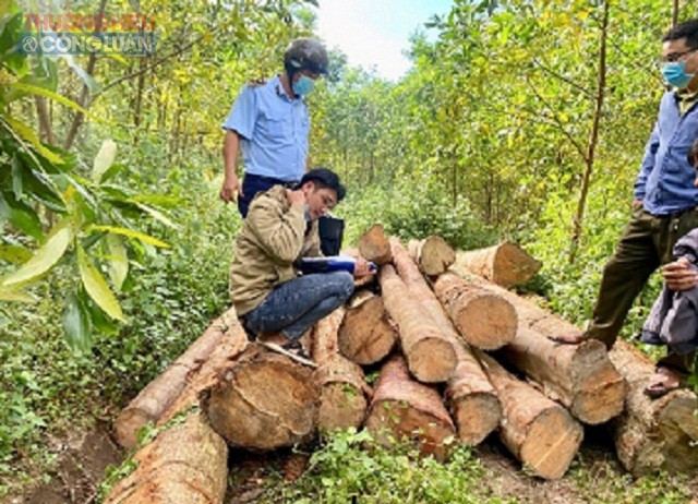 Cơ quan chức năng xử lý lô hàng gỗ tập kết trái phép tại khu vực thôn Phước Nhơn, xã Phổ Nhơn, thị xã Đức Phổ.