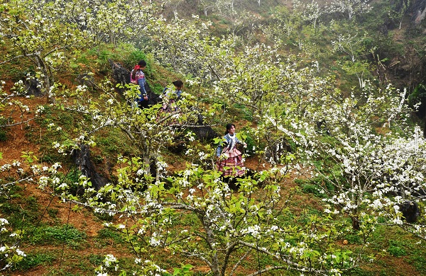 Diện tích cây ăn quả của huyện Si Ma Cai tăng nhanh qua từng năm