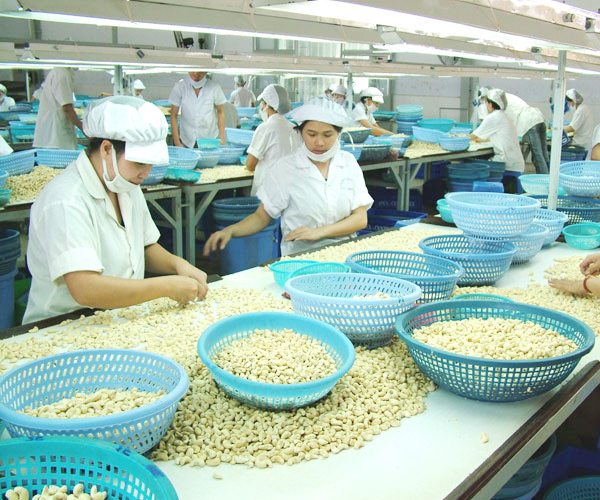 Thủ tướng chỉ đạo, Bộ Công Thương vào cuộc vụ 100 container hạt điều xuất khẩu bị mất kiểm soát