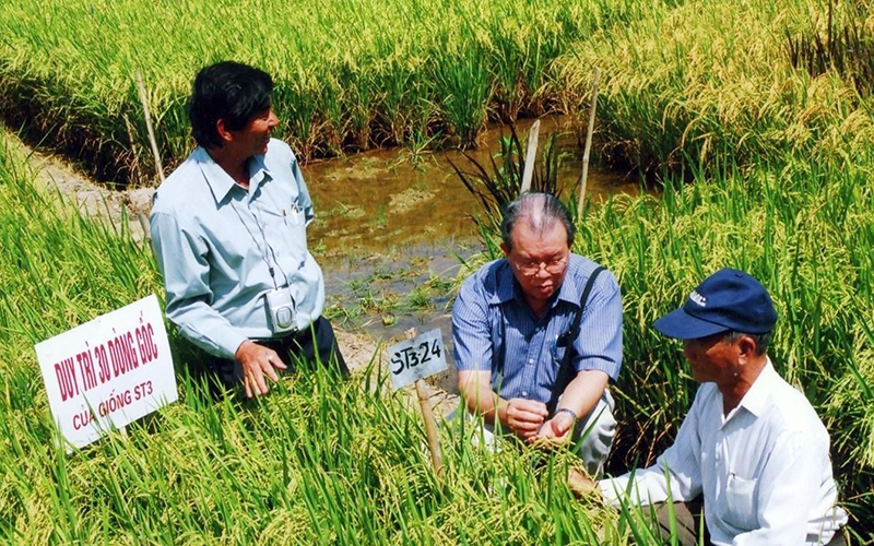 GS.TS Võ Tòng Xuân (ngồi giữa) cùng kỹ sư Hồ Quang Cua (đứng bên trái) thăm đồng lúa ST. Ảnh internet