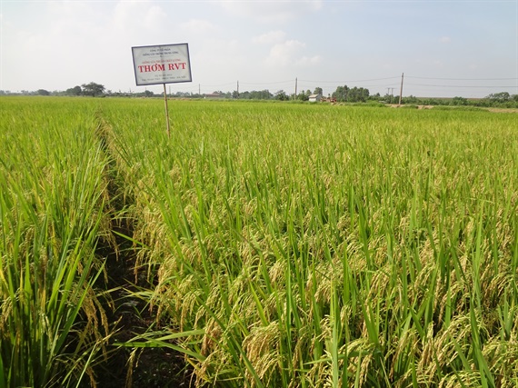 Thêm 06 giống lúa thơm được đề xuất hưởng hạn ngạch thuế quan khi xuất khẩu vào EU và Anh