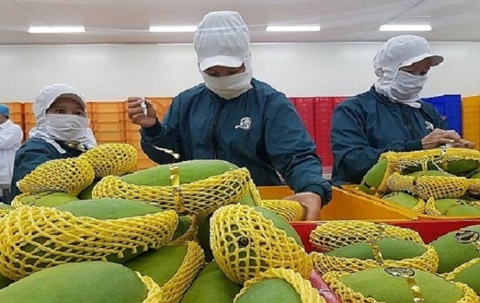 Nâng cao chất lượng xoài để gia tăng thị phần xuất khẩu