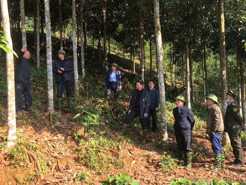 Lãnh đạo tỉnh Thái Nguyên và lãnh đạo huyện Định Hoá cùng thăm đồi quế tại xóm Đồng Đình xã Kim Phượng