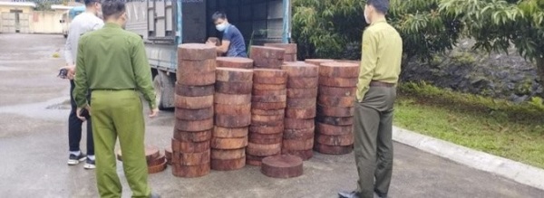 Thu giữ 160 khúc gỗ nghiến dạng thớt thuộc diện cấm khai thác, vận chuyển trái phép