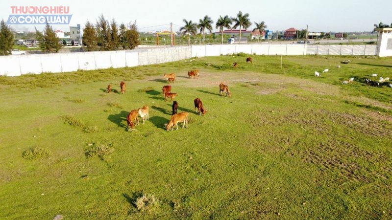 Khu vực bên trong dự án giờ đây trở thành bãi cỏ để người dân chăn thả trâu bò.